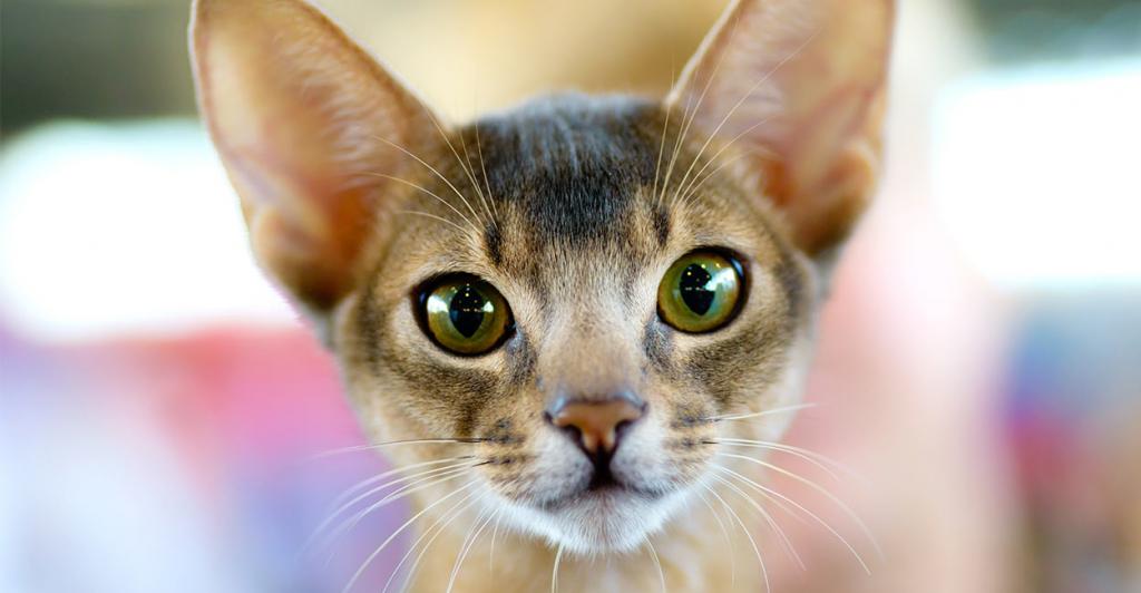 характер абиссинской кошки: отзывы владельцев