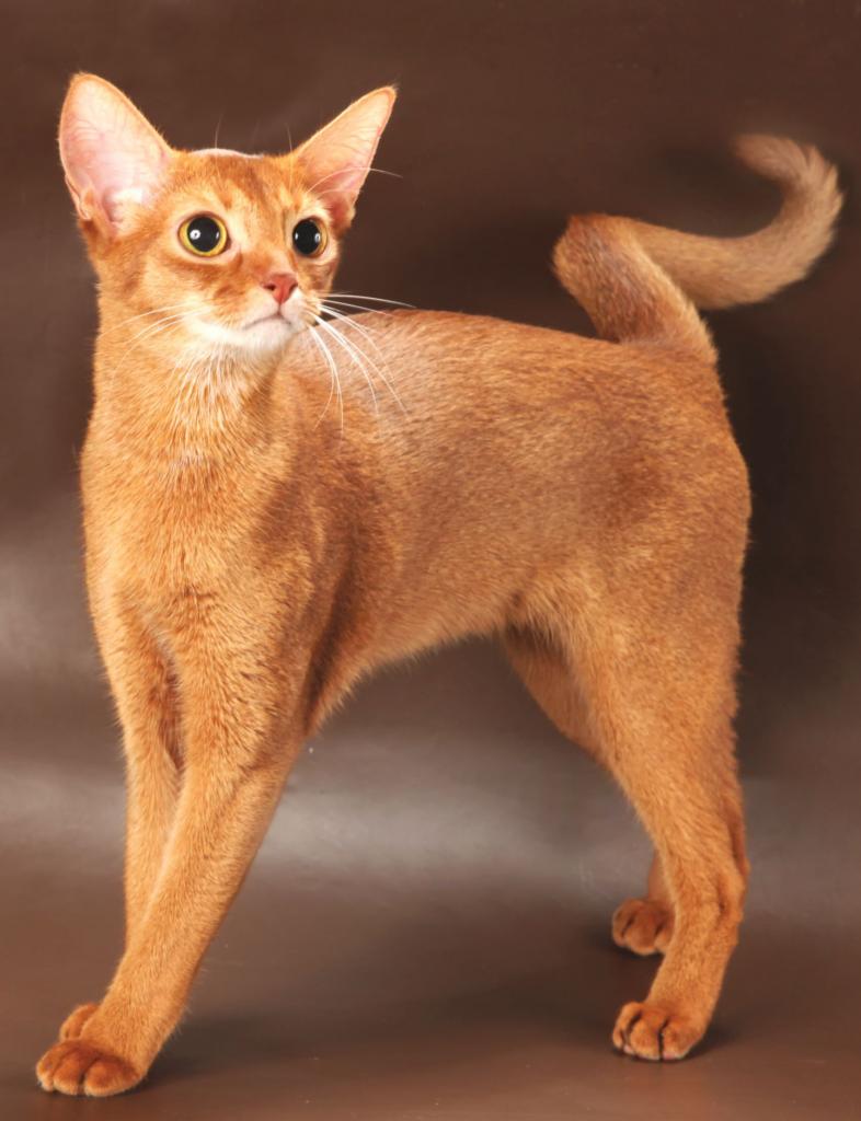 абиссинская кошка: описание