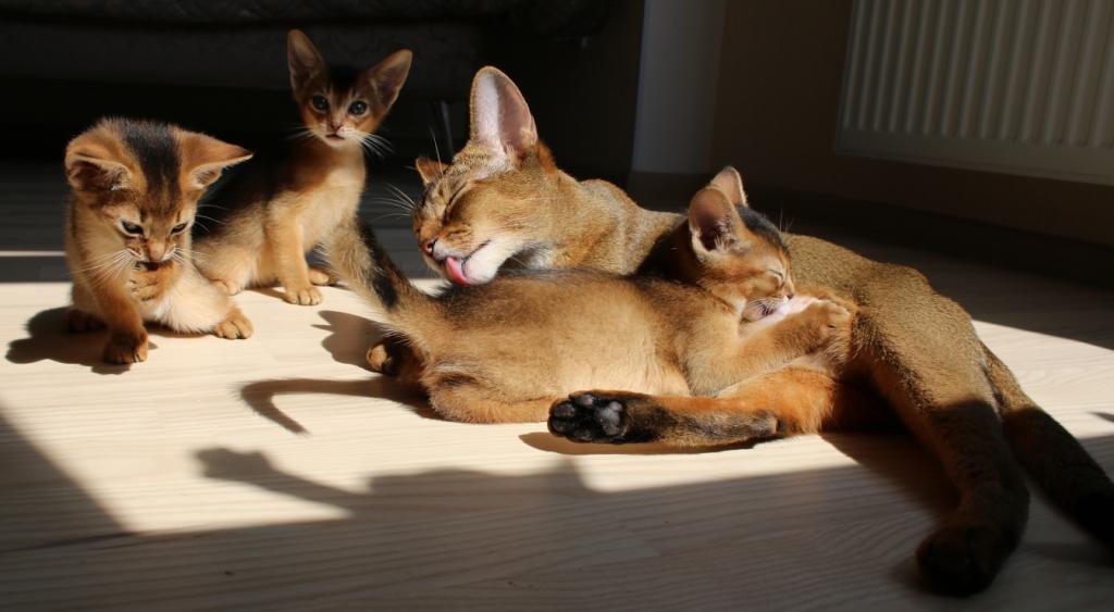 абиссинская кошка: характер и поведение, отзывы