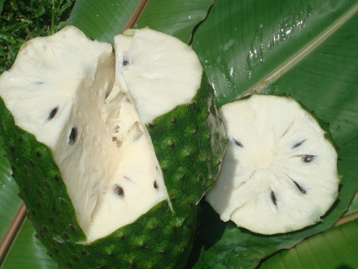 гуанабана или плод дерева гравиола