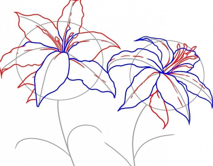 как нарисовать лилию