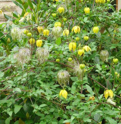 clematis tangutus