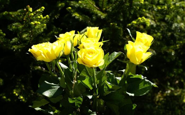 цветы желтые розы