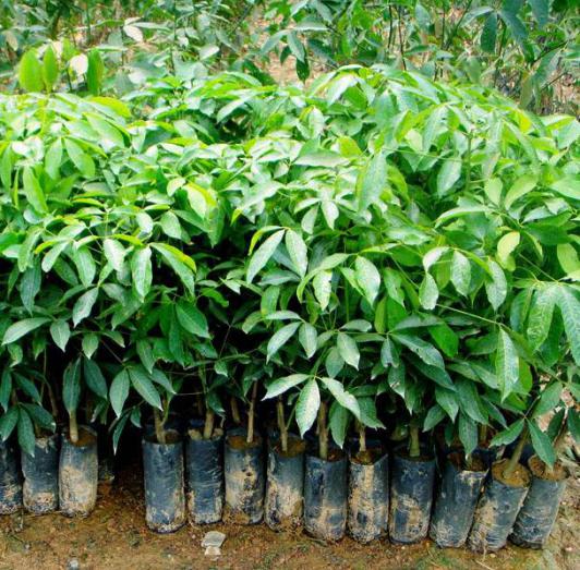 hevea rubber tree