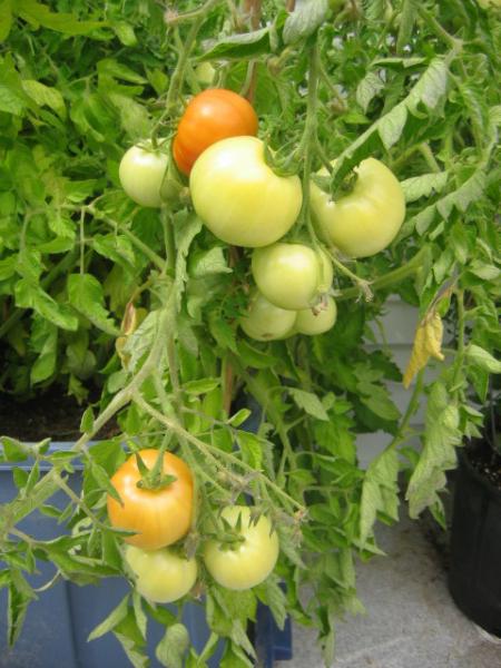томат волгоградский скороспелый