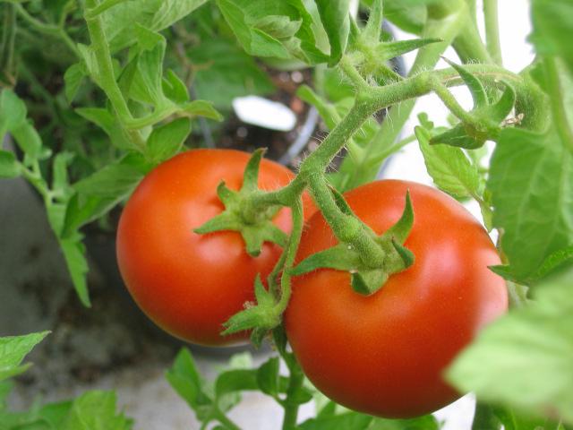 Волгоградец помидоры фото