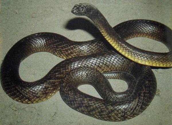 Ядовитые змеи кипра фото и описание