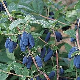 what can be cooked from honeysuckle