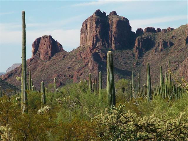 cactus homeland