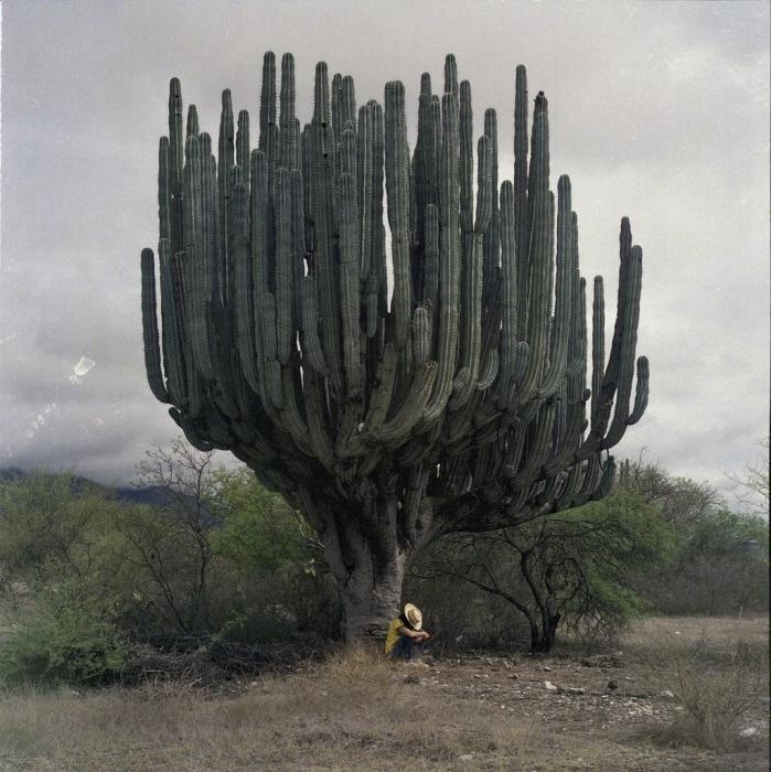 big cacti