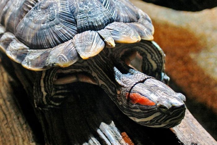 как определить возраст красноухой черепахи