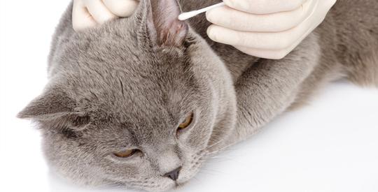 how to clean your cat’s ears