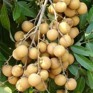 тайский фрукт лонган