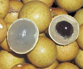 фрукт лонган фото