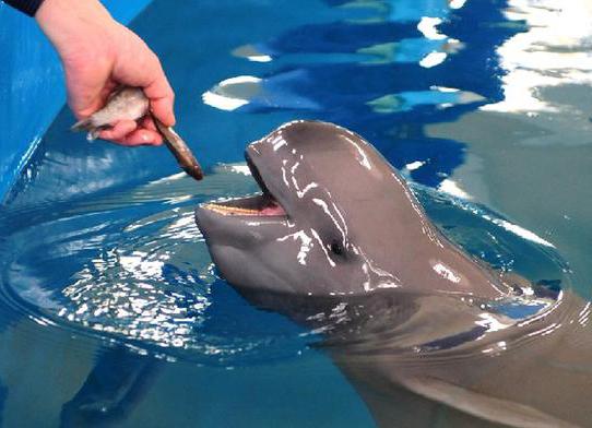 black sea porpoise