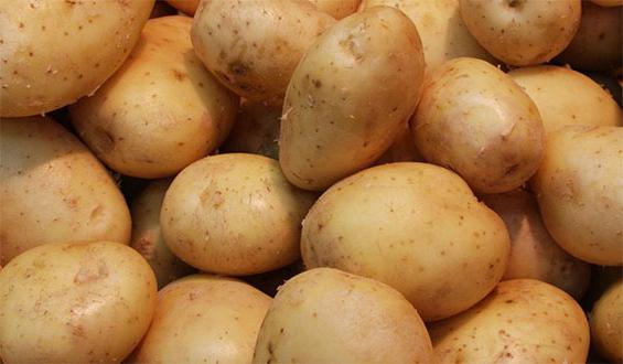 жуковский ранний картофель отзывы