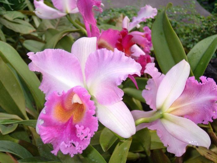 орхидея каттлея уход