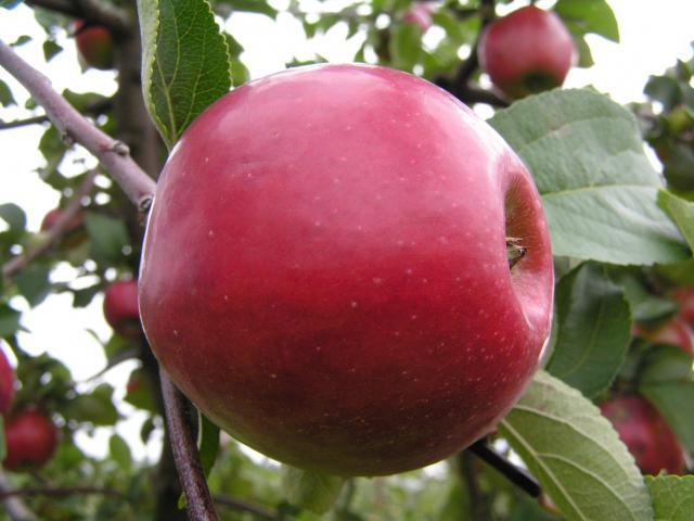 red early apple tree description