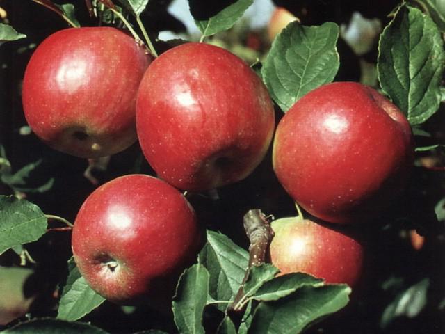 red early apple tree