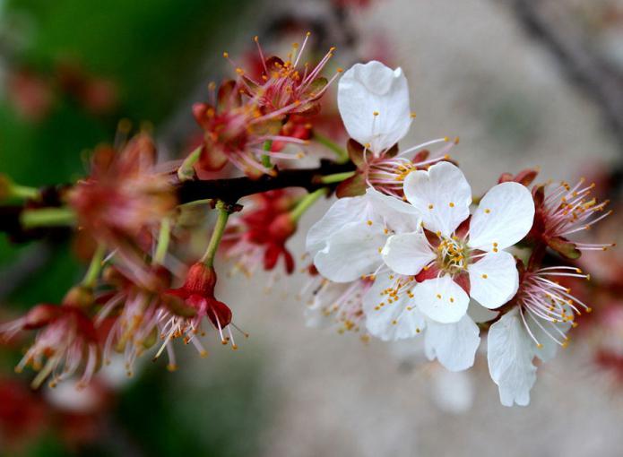 apricot northern triumph in the suburbs