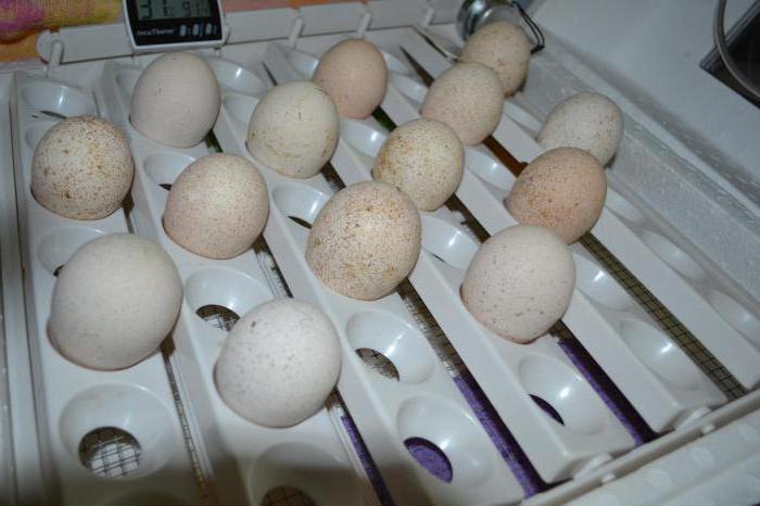 условия инкубации индюшиных яиц