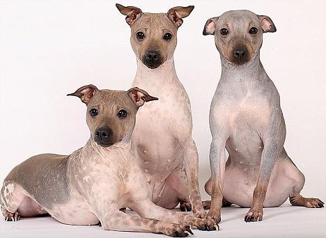 american hairless terrier