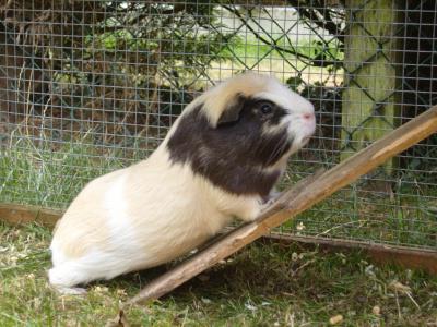 guinea pig why so called