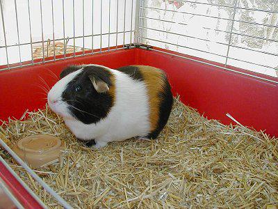 why guinea pig