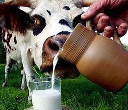 чем полезно козье молоко