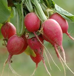 useful properties of radishes
