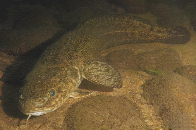 Chekhov burbot short