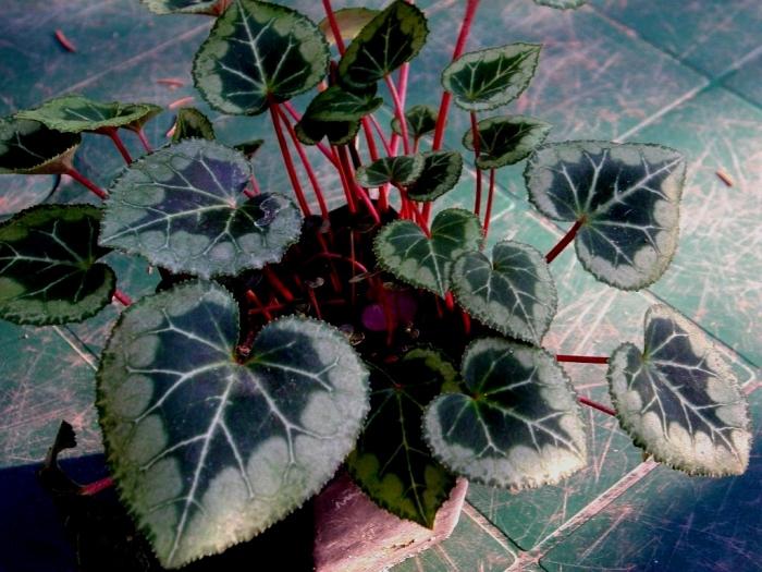 indoor plants and flowers