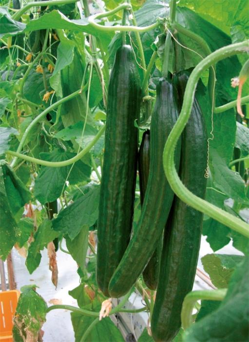 how to grow cucumbers