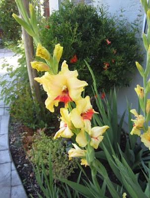 preparation of gladioli for landing