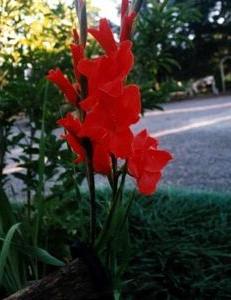 growing gladioli from bulbs