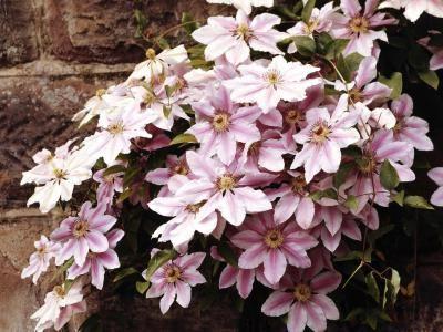 clematis