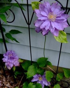 clematis photo