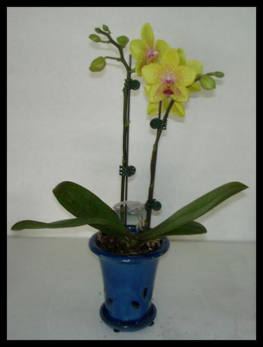 орхидея комнатна