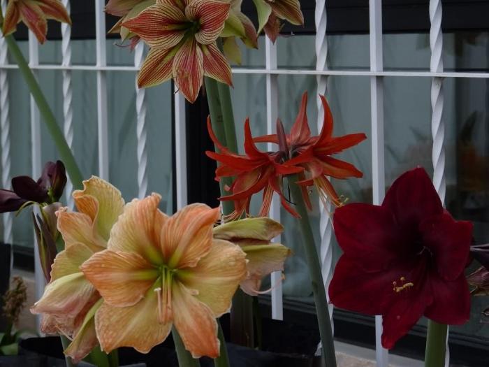 colorful hippeastrum