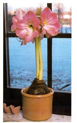 why does not hippeastrum bloom