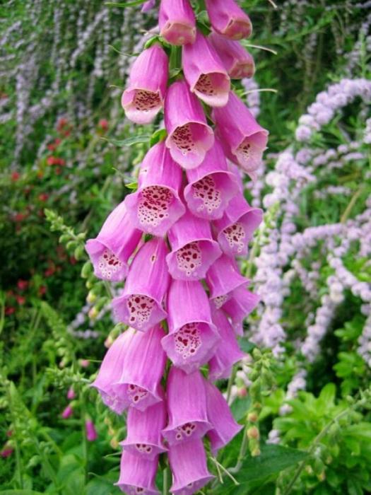 Цветы в виде колокольчиков название с фото садовые
