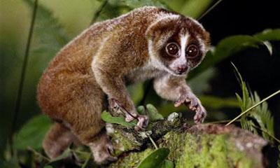 How much does a lemur lory cost