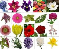 Узнать цветок по фото онлайн бесплатно без регистрации название на русском