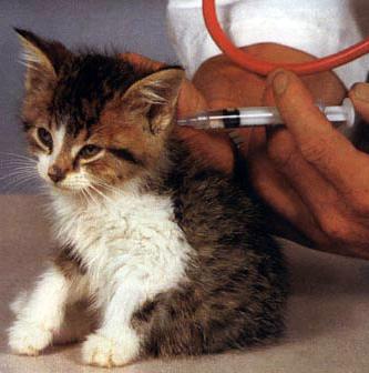 какие прививки нужны кошкам