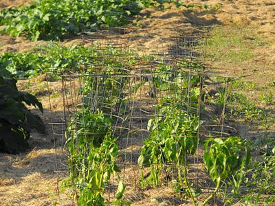 pepper diseases