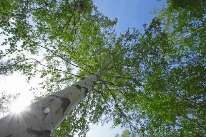 warty birch