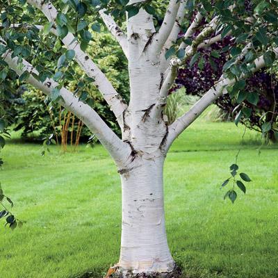 white birch