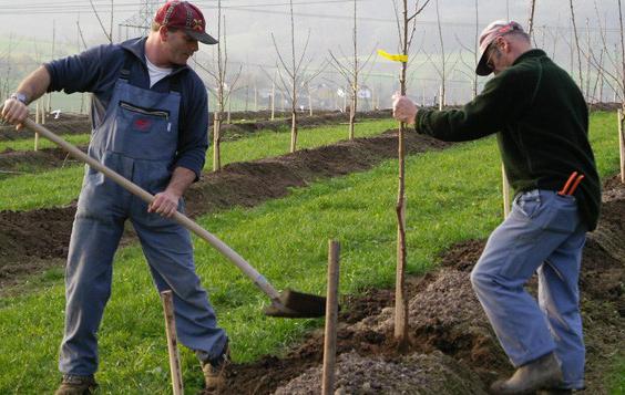 planting sweet cherry seedlings in autumn