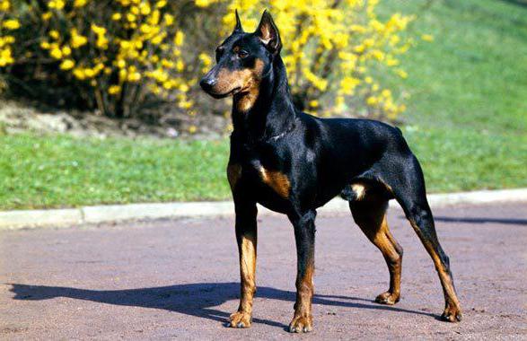 doberman puppy price