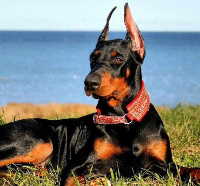 Doberman breed characteristics